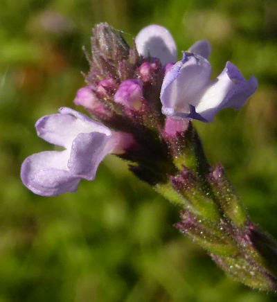 verbena officinalis