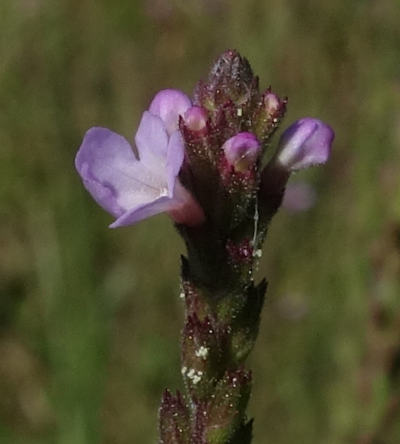 verbena officinalis