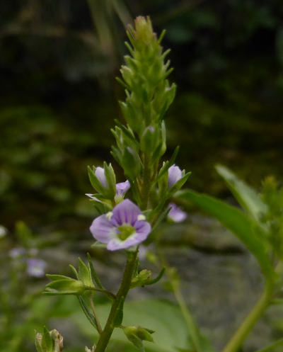 veronica anagallis-aquatica