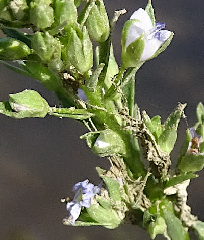 veronica anagallis-aquatica