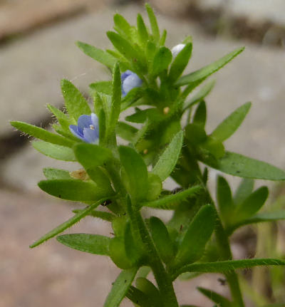 veronica arvensis