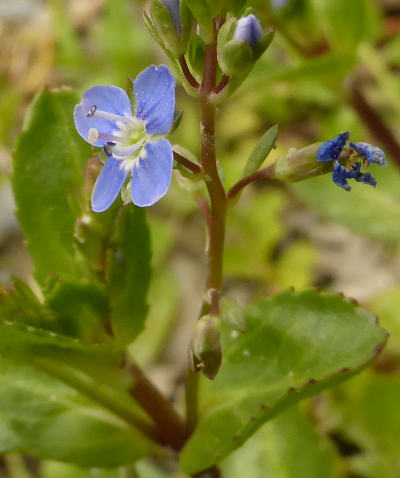 veronica beccabunga