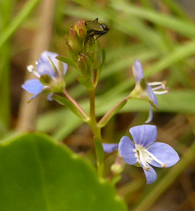 veronica beccabunga