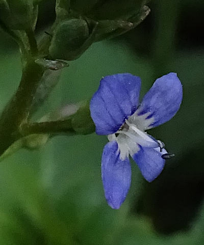 veronica beccabunga