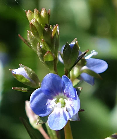 veronica beccabunga