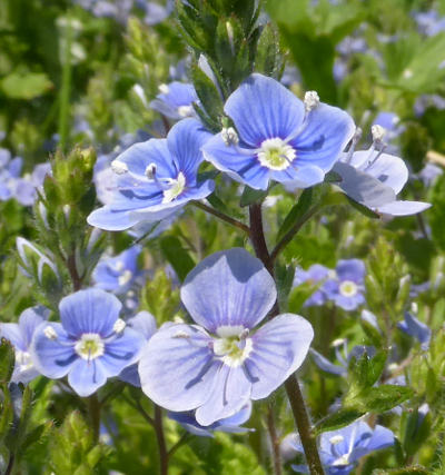 veronica chamaedris