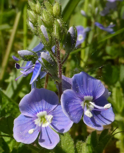 veronica chamaedris