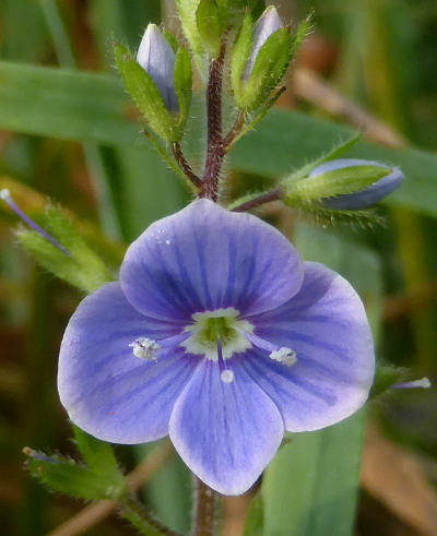 veronica chamaedris