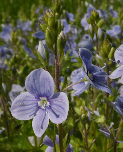 veronica chamaedris