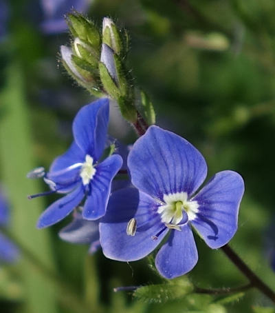 veronica chamaedris