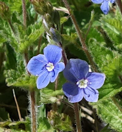 veronica chamaedris