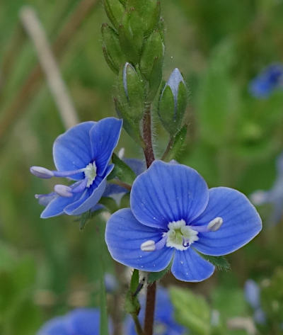 veronica chamaedris