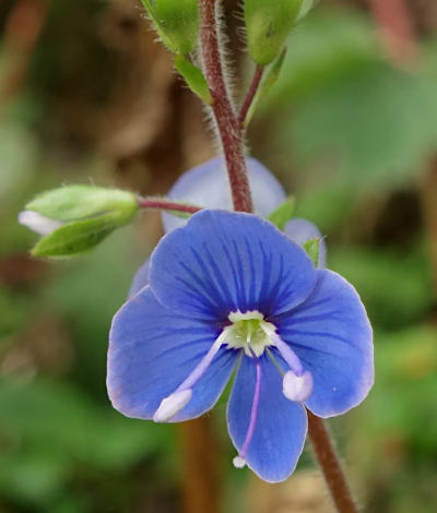 veronica chamaedris