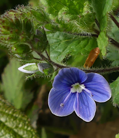 veronica chamaedris