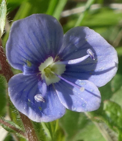 veronica chamaedris