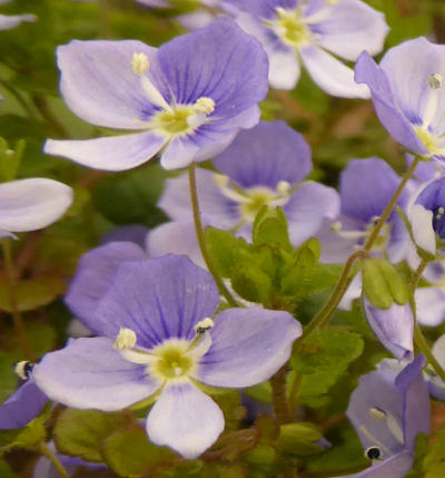 veronica filiformis