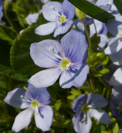 veronica filiformis