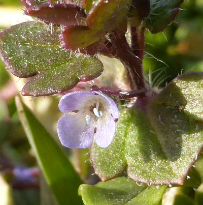 veronica hederifolia