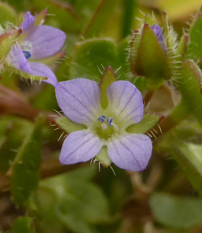 veronica hederifolia