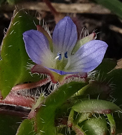 veronica hederifolia