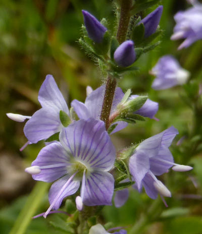 veronica officinalis