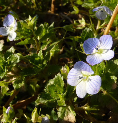 veronica persica