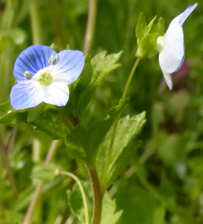 veronica persica