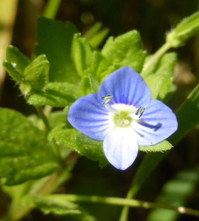 veronica persica