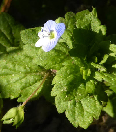 veronica persica