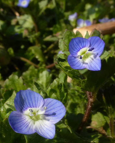 veronica persica