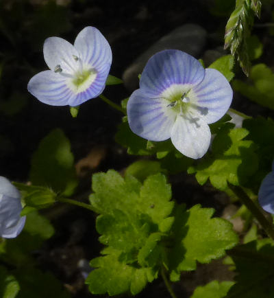 veronica persica