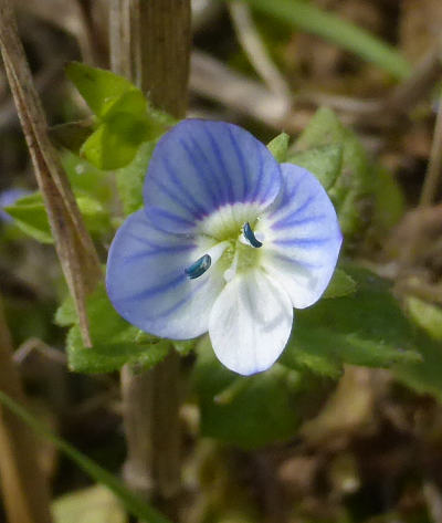 veronica persica