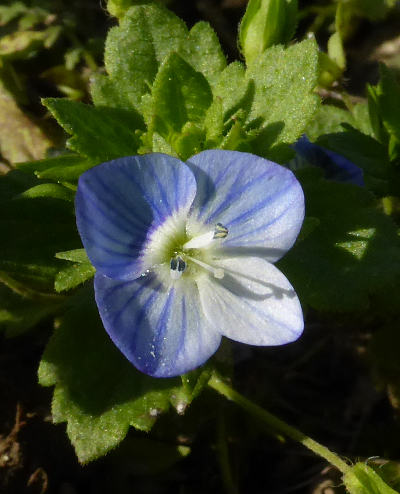 veronica persica