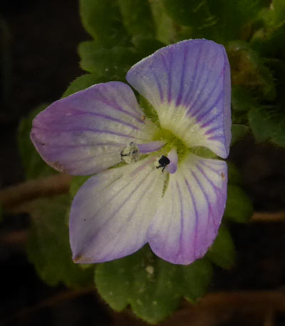 veronica persica