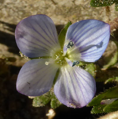 veronica persica