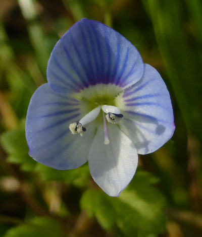 veronica persica