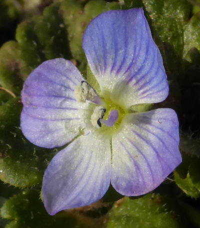 veronica persica