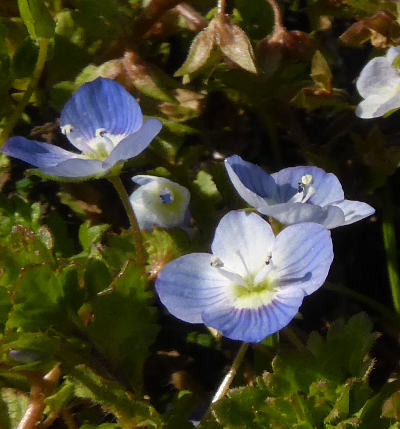 veronica persica