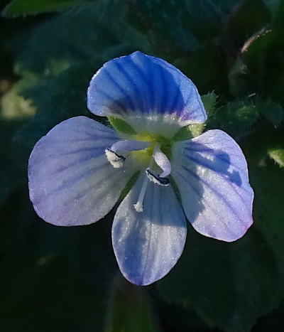 veronica persica