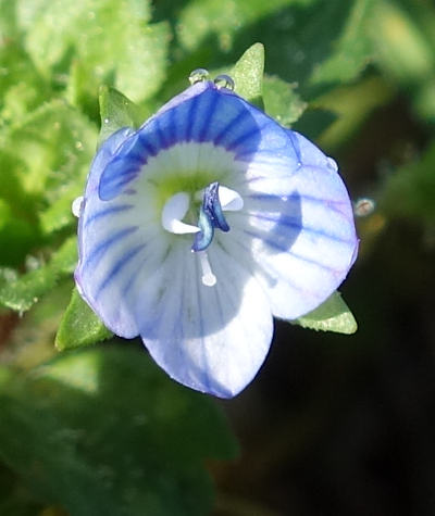 veronica persica