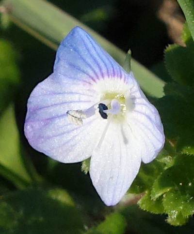 veronica persica