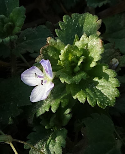 veronica persica