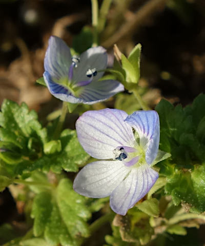 veronica persica