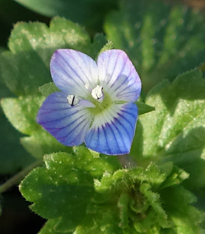 veronica persica