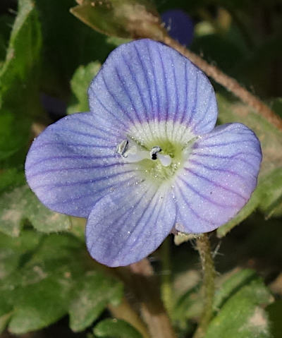 veronica persica