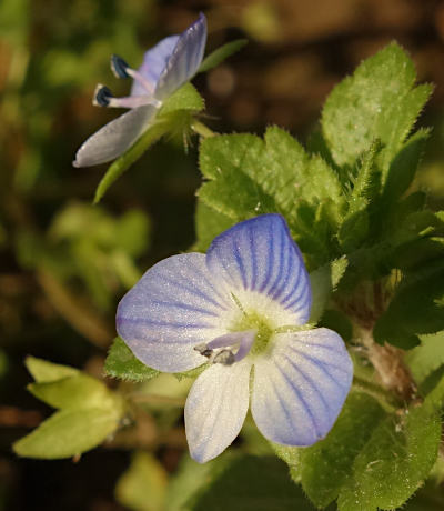 veronica persica