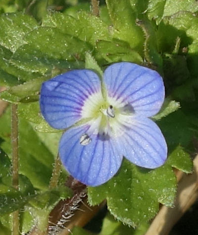 veronica persica