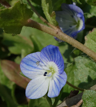 veronica persica