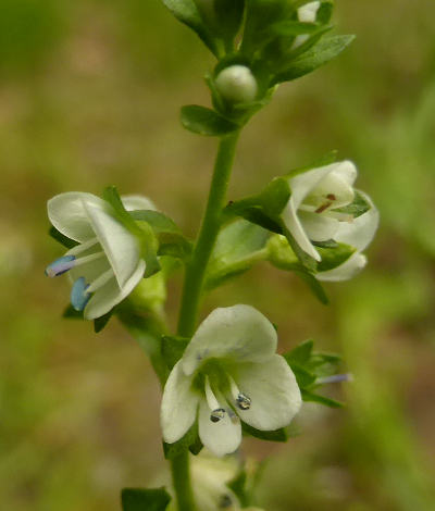 veronica serpyllifolia