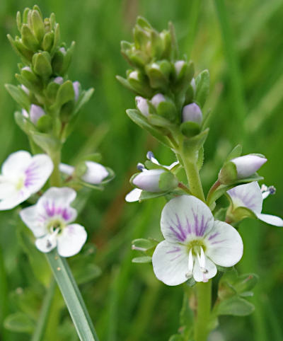 veronica serpyllifolia